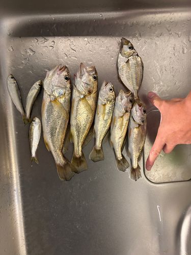 イシモチの釣果