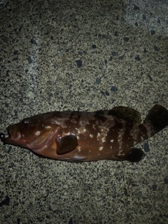 キジハタの釣果