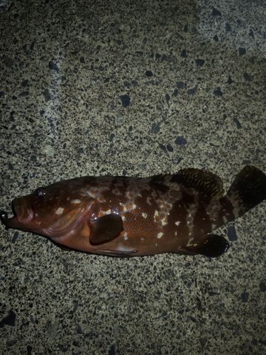 キジハタの釣果