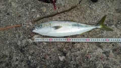 フクラギの釣果
