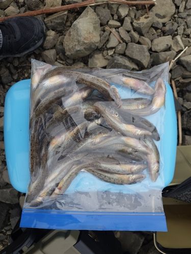 マハゼの釣果