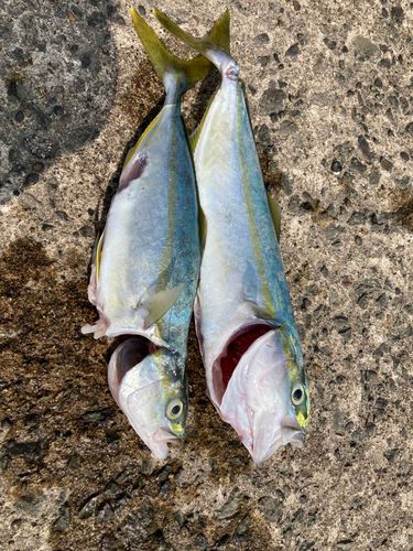 ワカシの釣果