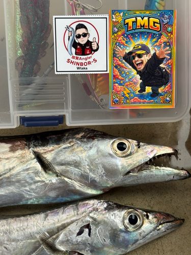 タチウオの釣果