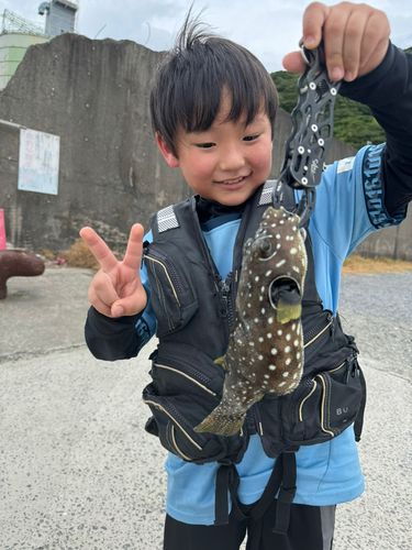 サザナミフグの釣果