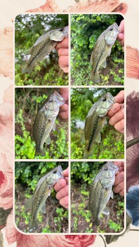 ラージマウスバスの釣果