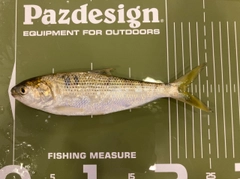コノシロの釣果