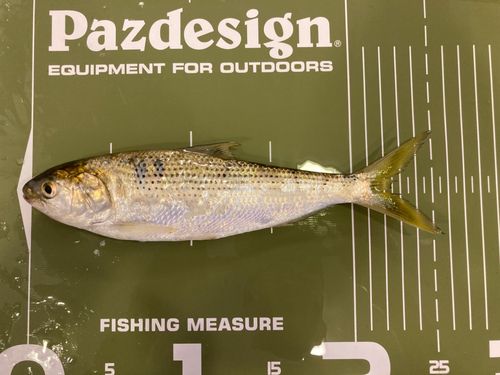 コノシロの釣果
