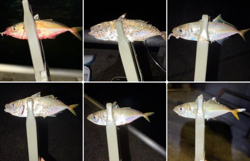 マアジの釣果