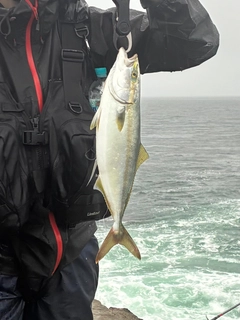 イナダの釣果