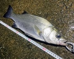 フッコ（ヒラスズキ）の釣果