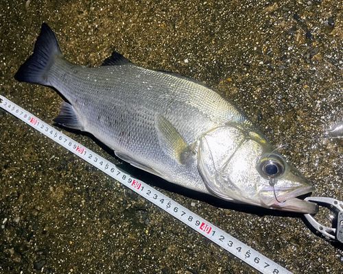 フッコ（ヒラスズキ）の釣果