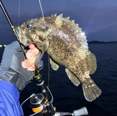 ソイの釣果