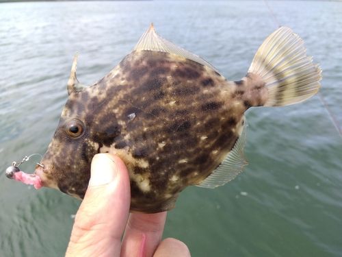 カワハギの釣果