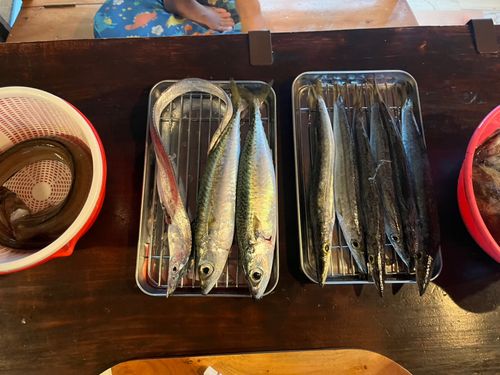 アナゴの釣果