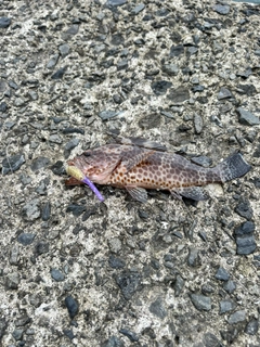 オオモンハタの釣果