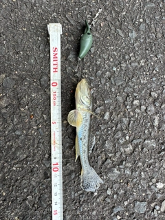 ハゼの釣果