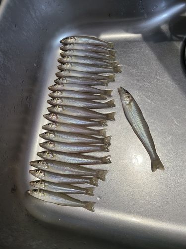 キスの釣果