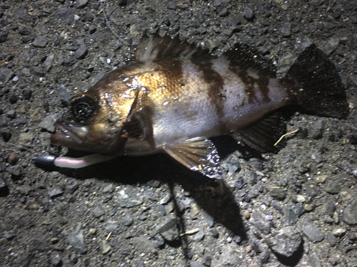 メバルの釣果