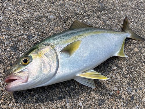 イナダの釣果