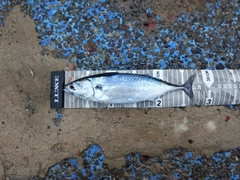 ソウダガツオの釣果
