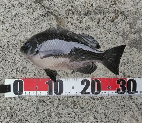 メジナの釣果