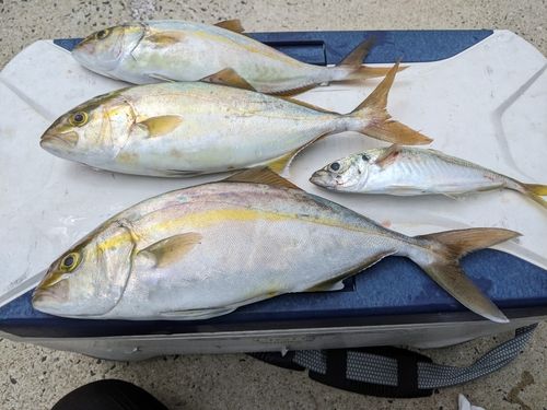 ネリゴの釣果
