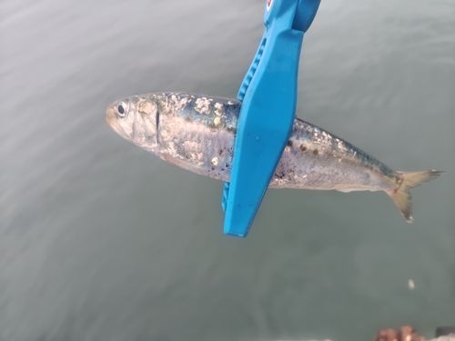 マイワシの釣果