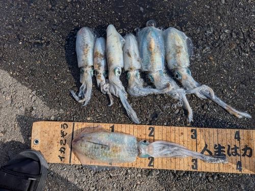 アオリイカの釣果