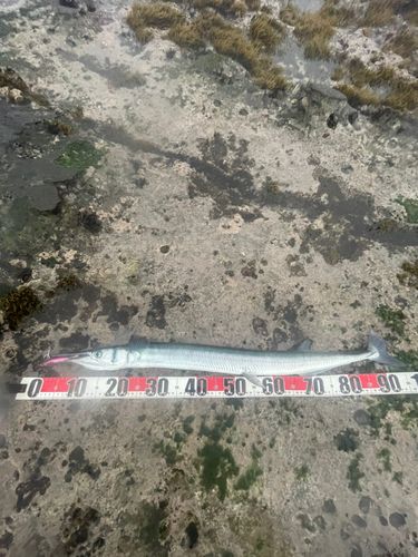 ダツの釣果