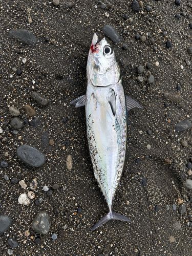 ソウダガツオの釣果