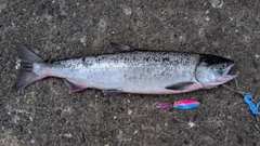 アキアジの釣果
