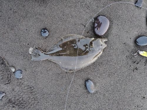 ソゲの釣果