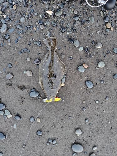 ソゲの釣果