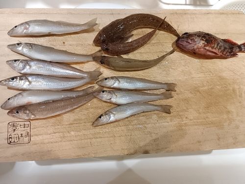 キスの釣果