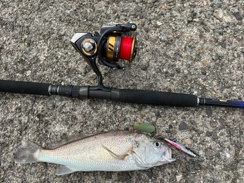 イシモチの釣果