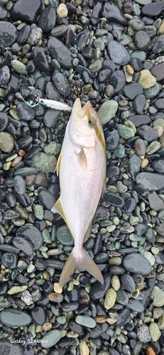 ショゴの釣果