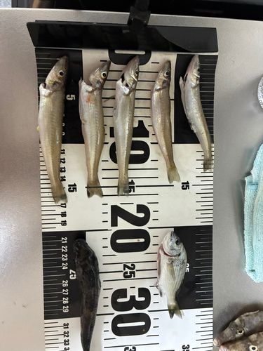 シロギスの釣果