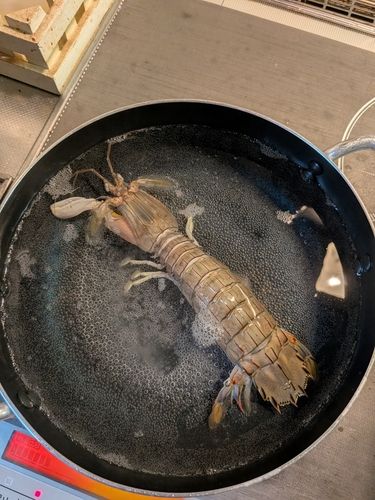 フグの釣果
