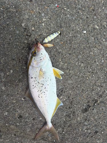 ネリゴの釣果