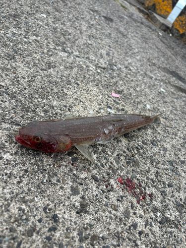 エソの釣果
