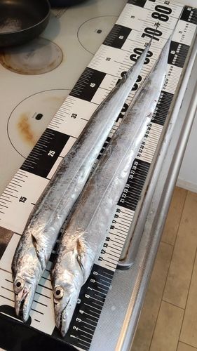 タチウオの釣果