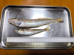 シロギスの釣果