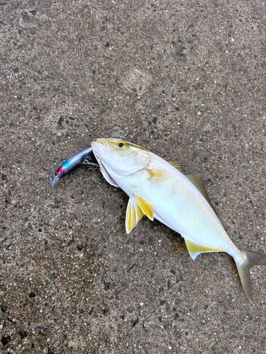 ネリゴの釣果