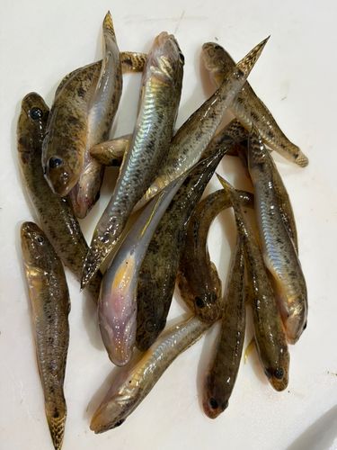 マハゼの釣果