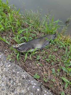ナマズの釣果