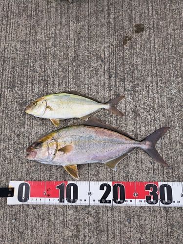 ショゴの釣果