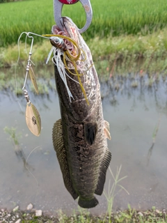ライギョの釣果