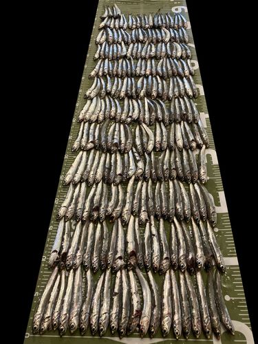 カタクチイワシの釣果