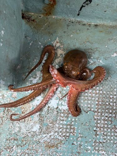 タコの釣果