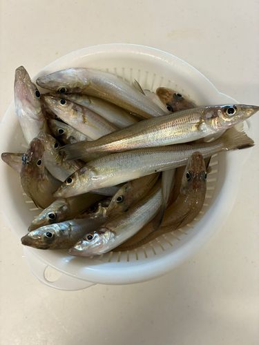 キスの釣果